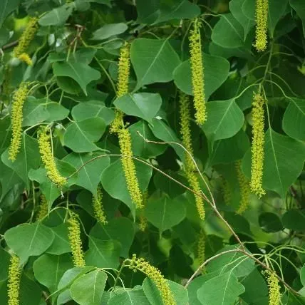 thumbnail for publication: Natural Area Weeds: Chinese Tallow [Triadica sebifera (L.) Small]